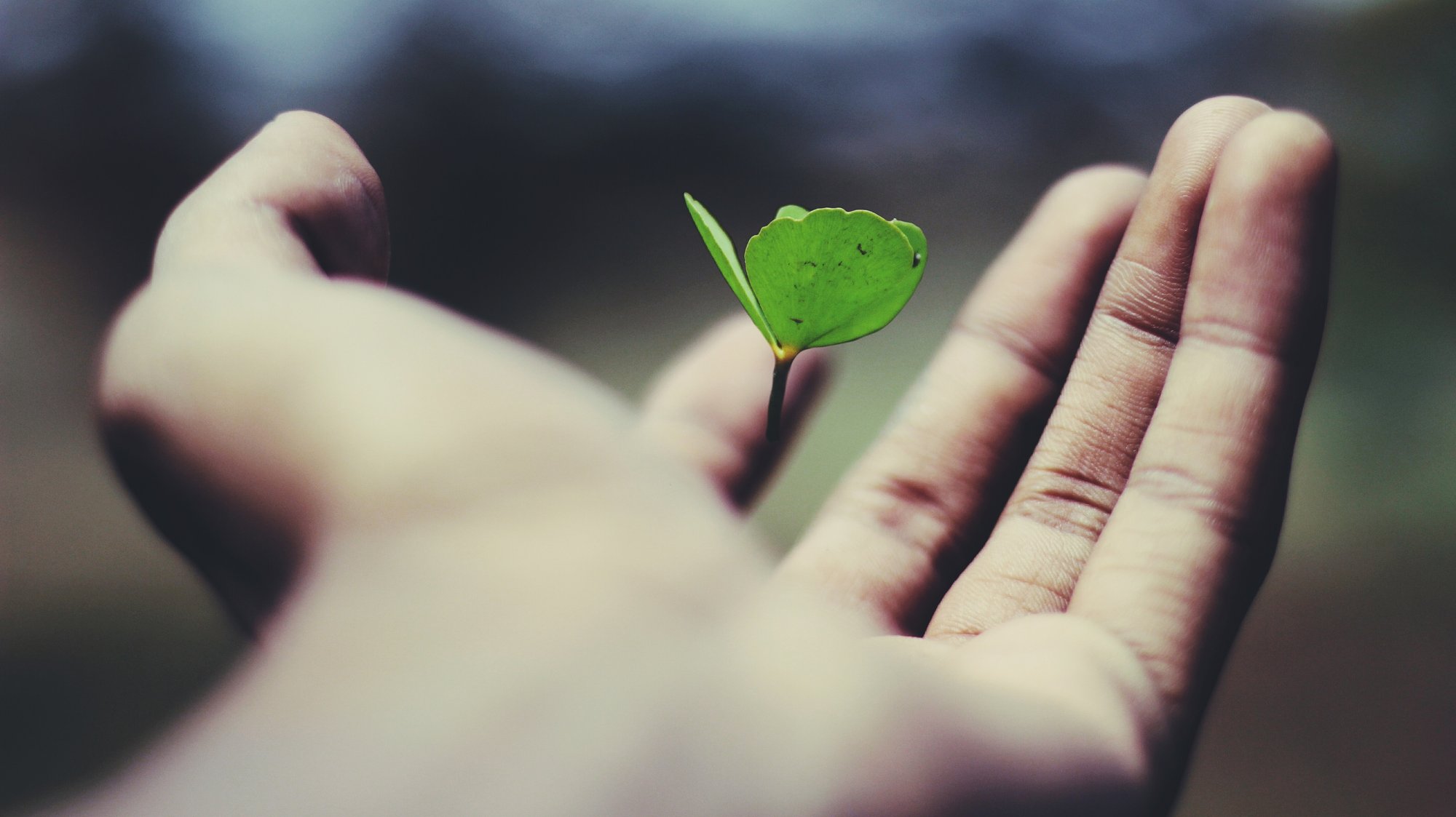 whole person health hand with leaf growing
